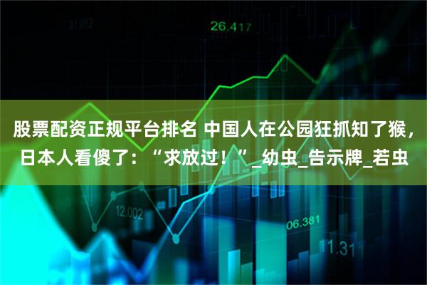 股票配资正规平台排名 中国人在公园狂抓知了猴，日本人看傻了：“求放过！”_幼虫_告示牌_若虫